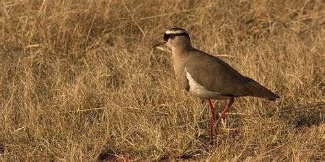 Birds Of Africa 25 Stunning Birds To Spot On Safari ️