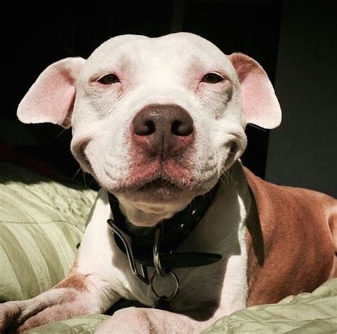 Stray Pit Bull Cant Stop Smiling Since Being Rescued By Loving Man