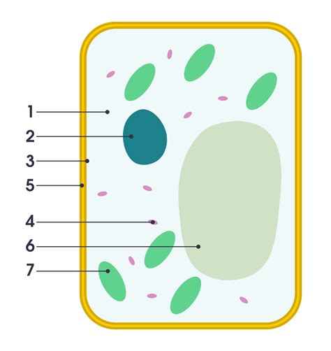 Check spelling or type a new query. File:Simple diagram of plant cell (numbers).svg ...