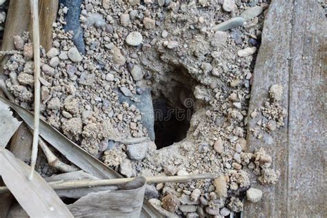 Hole On The Ground From Small Animal Dig It Stock Photo Image Of