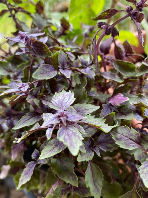 African Blue Basil Plant Info African Basil Uses And Growing Tips