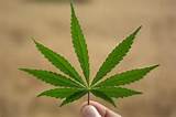 What Does A Marijuana Leaf Look Like Images