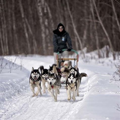 Outdoor Activities Dog Sled Ottawa Outaouais Escapade Eskimo