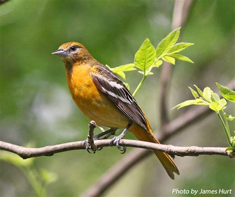 Birding Trails Tennessee Wildlife Resource Agency