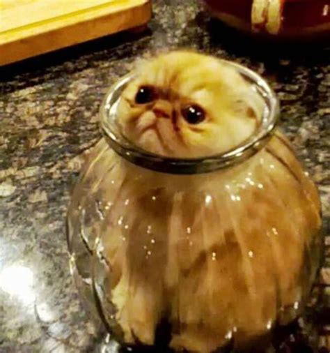 Silly Cat Pictures You Have To See To Believe (21 pics)