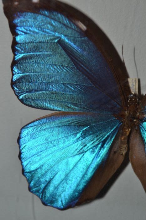 Pretty Blue Blue Morpho Butterfly Blue Morpho Morpho Butterfly