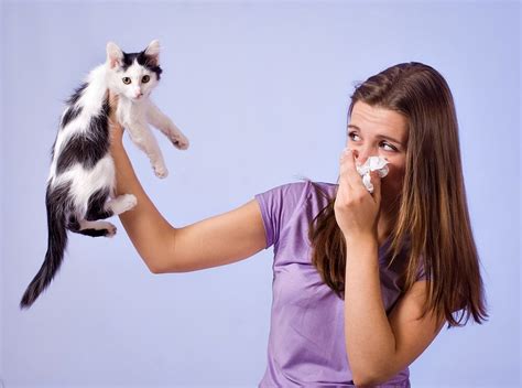 Cat Allergy Symptoms And Treatment Options