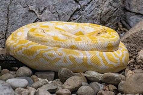 Albino Specimen Of Burmese Python Snake From South East Asia Stock