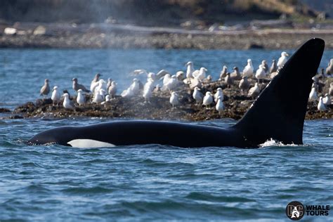 Sightings Report August 7th 2019 — Bc Whale Tours Victoria Whale