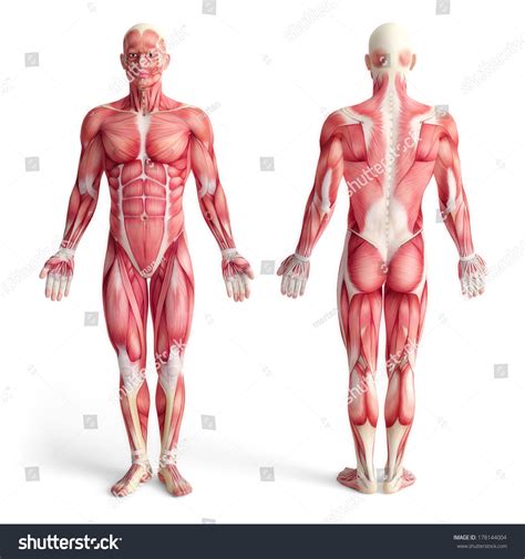 Front And Back Muscle Diagram
