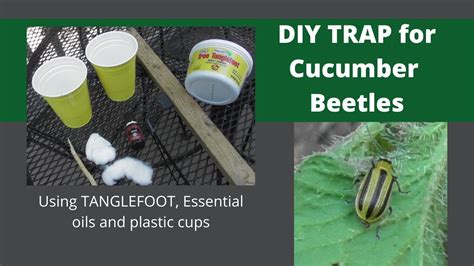 Diy Homemade Cucumber Beetle Trap Tanglefoot Essential Oils Plastic
