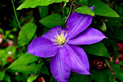 We did not find results for: Purple Clematis | Purple clematis, Clematis, Purple