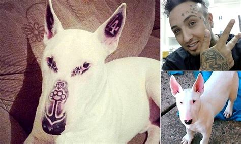 Check spelling or type a new query. A dog with five tattoos has appeared online | Daily Mail Online