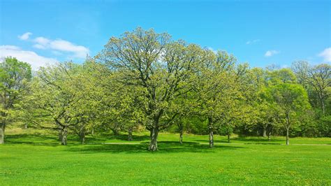 Free Images Landscape Tree Nature Grass Outdoor Branch Blossom