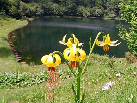 However, for flowers in example, when a tattoo artist successfully rendered a flower design so vivid and so real that even hummingbirds and bees are fooled, then that artist is someone to be celebrated. Lilium bosniacum is a lily native to Bosnia and ...