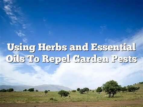 Using Herbs And Essential Oils To Repel Garden Pests The Homestead Survival