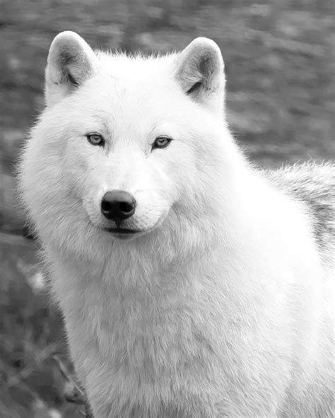 White Wolf Recovery Watford