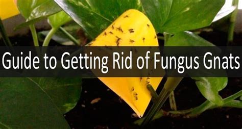 5 Best Ways To Get Rid Of Fungus Gnats In Your House For