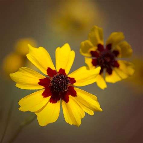 Alabama Coreopsis Tinctoria Wildflowers Photograph By Kathy Clark