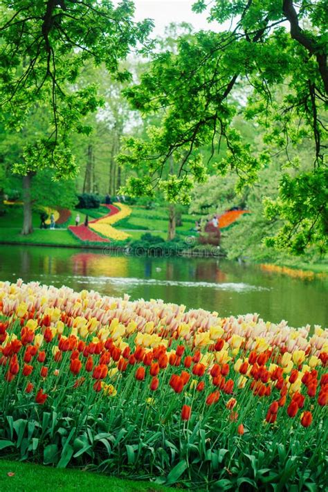 Beautiful Tulip Flowers In Keukenhof Garden In Holland Colorful