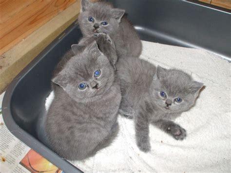 Beautiful British Blue Shorthair Kittens Girls