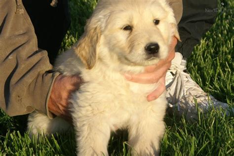 Meet Ozzieorange Collar A Cute Golden Retriever Puppy For Sale For