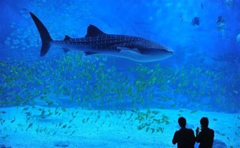 Sharks In Australias Great Barrier Reef In Decline
