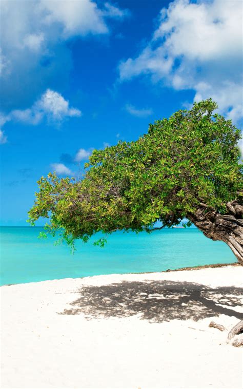 Free Download Tropical Paradise Aruba Eagle Beach Divi Divi Trees
