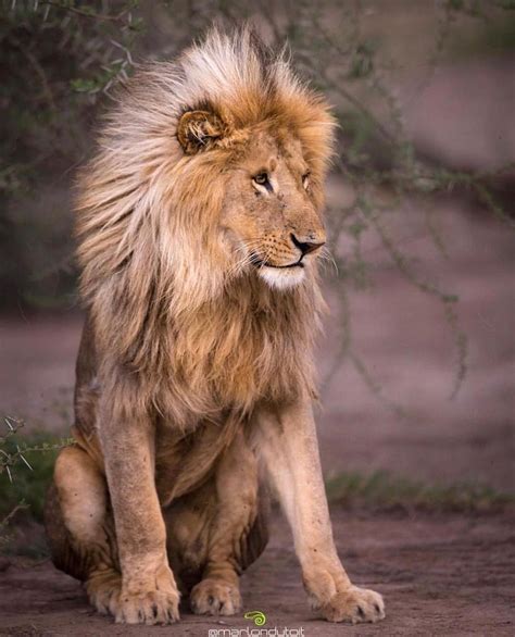 Photo By Marlondutoit Please Follow Me Lionwild Animals