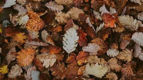 Autumn Facebook Cover Photos Cristie Bean