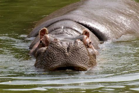 Imagen Gratis Hipopótamo Hipopótamos Amphibius