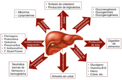 Fig 1 Esquema De La Fisiología Del Hígado Fisiología Colesterol