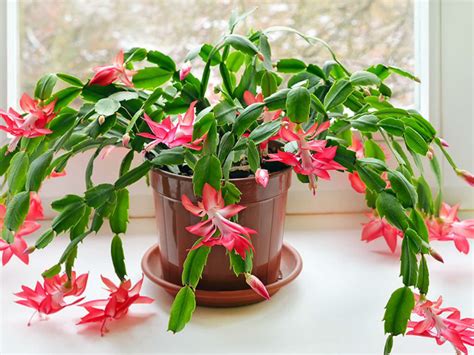 Ideally, use thawed or rainwater. When and How to Repot a Christmas Cactus | World of Succulents