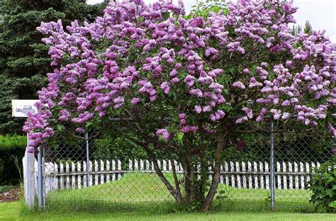 I Need Help I Want To Grow A Lilac Tree Just Like This One What Is
