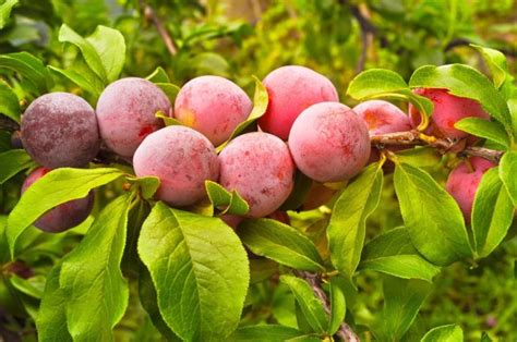 Multi Graft Fruit Trees Add Flavor In Less Space Alden
