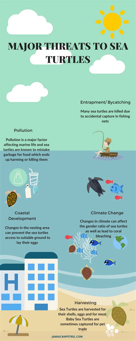 Major Threats To Sea Turtles — Jamaican Petrel