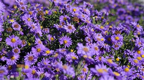 24 Gorgeous Types Of Aster Flowers 11 Is Wow