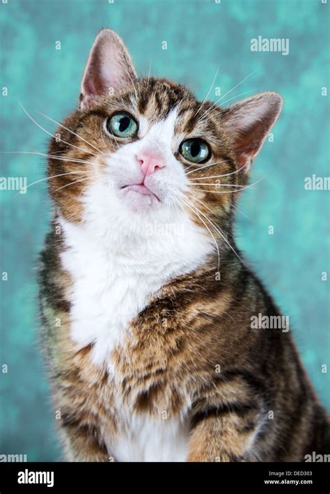 Beautiful Tabby Cat Portrait Stock Photo Alamy