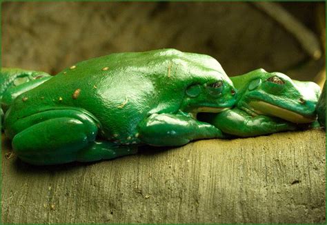Mexican Dumpy Frogs By Justfrog On Deviantart