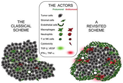 Cellular And Molecular Actors In The Tumor Ecosystem After Induction Of Download Scientific