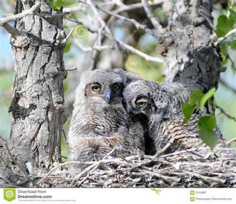 Two Baby Owls In Nest Royalty Free Stock Photos Image