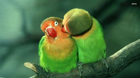 Lovebirds Wallpapers Wallpaper Cave