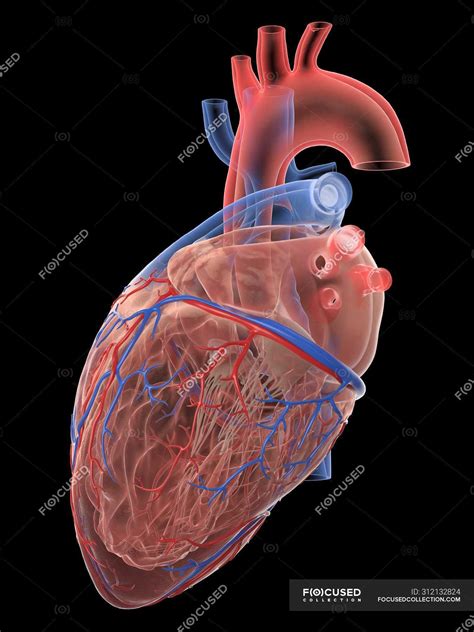Realistic Human Heart And Blood Vessels On Black Background Digital