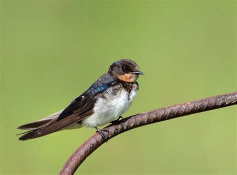 Barn Swallow Hirundo Rustica Juvenile Christmaslovebird Flickr