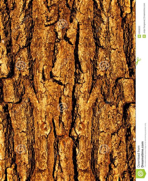 Bark A Tree An Oak A Close Up Stock Photo Image 8358020