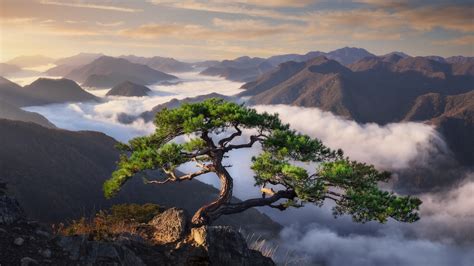 Monsoon Mountains Trees Hd Wallpaper