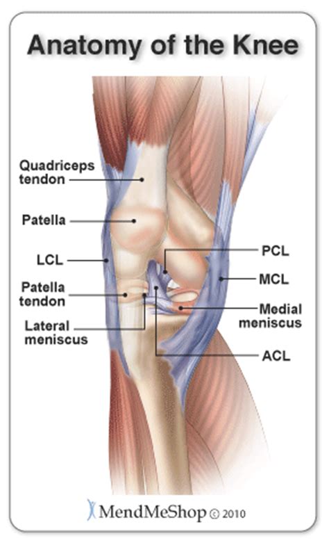 Smaller muscles going from the pelvis to the hip help to stabilize and rotate the hip. Knee Strain vs Sprain