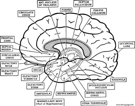 Parts Of The Brain Coloring Page The Coloring Page Has Numerous Advantages