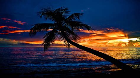 Tropical Sunset Beach Slanting Palm Tree Ocean Waves Sky