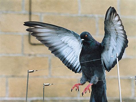 How To Get Rid Of Pigeons Spikes Wires Nets
